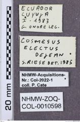 Etikette zu Mesembria electus (NHMW-ZOO-COL-0010598)